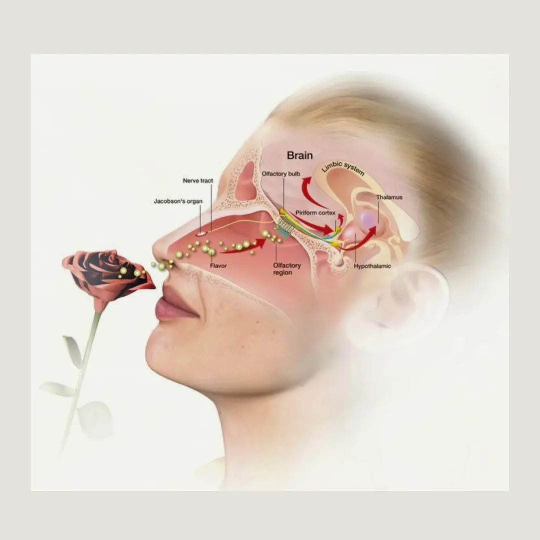 L-Odorat-Exploration-de-la-Perception-Olfactive MĪNHBATTĪ
