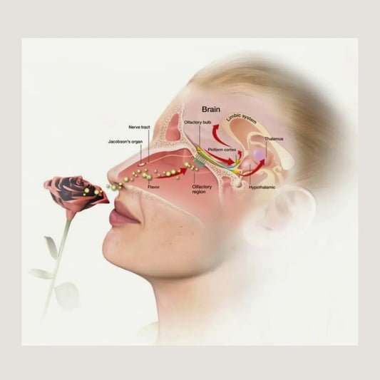 L-Odorat-Exploration-de-la-Perception-Olfactive MĪNHBATTĪ
